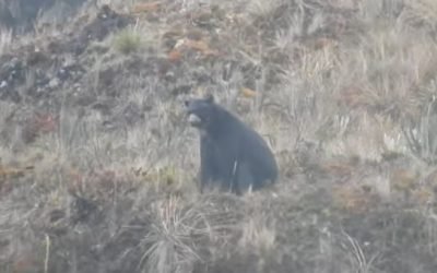 Así fue el avistamiento de una osa de anteojos y su cría, en Nariño