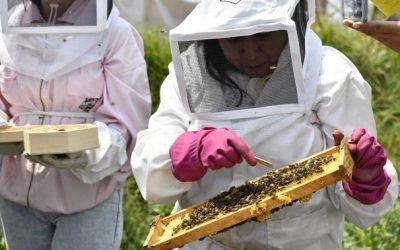 Abejas de Barrio, turismo digno que acelera la seguridad alimentaria