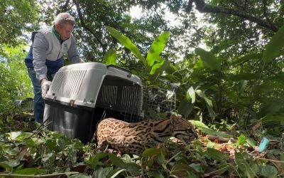 Un tigrillo emprendió su viaje hacía la libertad