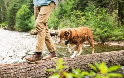 Cinco destinos para celebrar el Día Mundial del Animal con su mascota