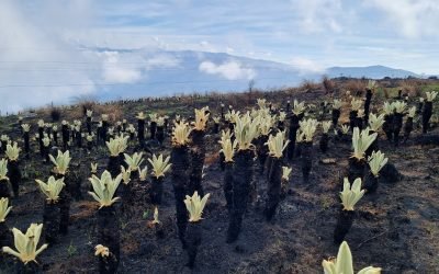 Paso a paso para recuperación de 317 hectáreas afectadas por el fuego en páramo de Berlín