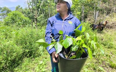 Para conmemorar el día del árbol se sembrarán especies en vía de extinción