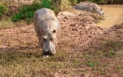 Minambiente lanza Alianza para construir Estrategia Nacional para el Manejo del Hipopótamo