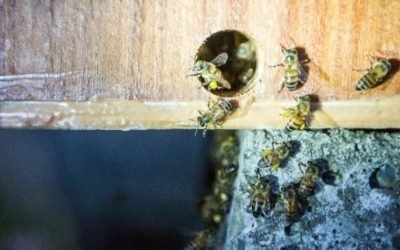 Las abejas mineras son especialmente vulnerables al calor