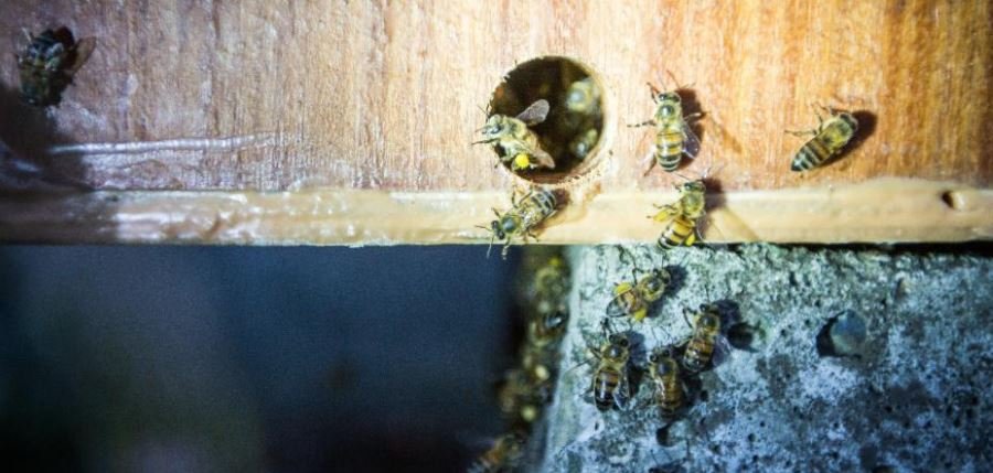 Las abejas mineras son especialmente vulnerables al calor