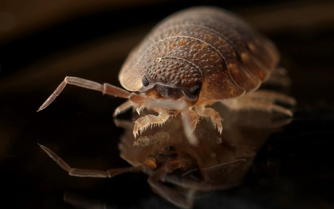 Comunidad científica alerta por disminución en población de ácaros