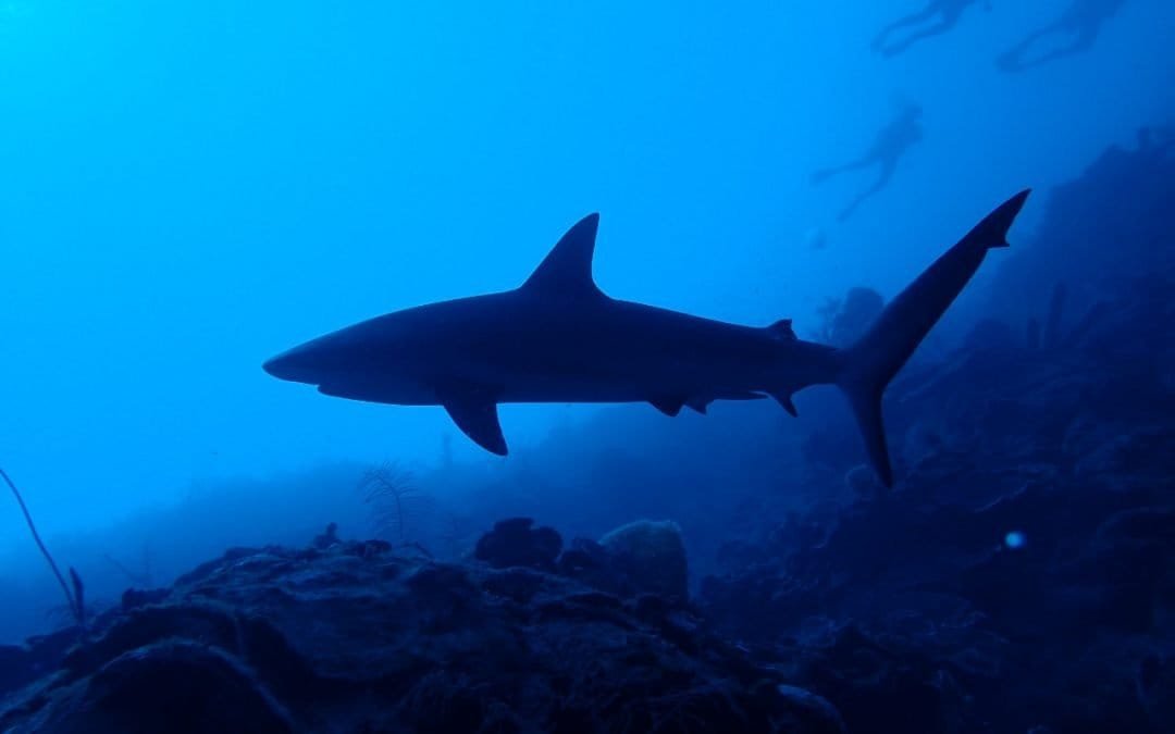 Minambiente rechaza el tráfico ilegal de tiburones