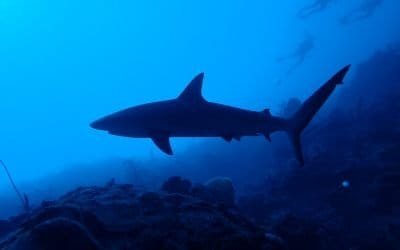 Minambiente rechaza el tráfico ilegal de tiburones