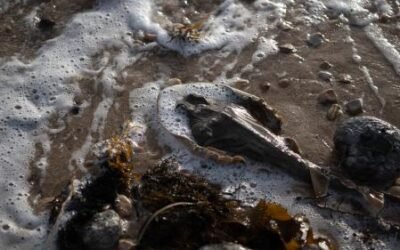 Gobierno de Australia presentó iniciativa para erradicar las algas tóxicas en el sur del país