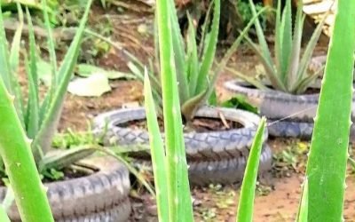 El negocio verde de Sucre que encontró en el aloe vera una forma de vida