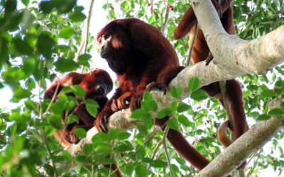 Hacen llamado a preservación de vida silvestre