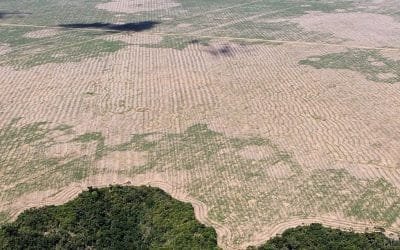 Consumo de carne contribuye a deforestación histórica en la Amazonía