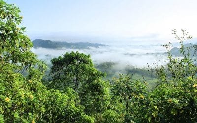 Hallan método para analizar salud de ecosistemas