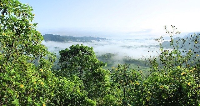 Hallan método para analizar salud de ecosistemas