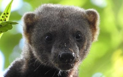 familia de tairas reaparece en el Santuario de Fauna y Flora Otún Quimbaya