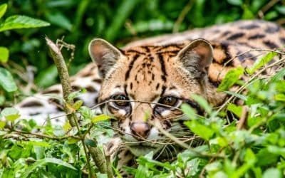 Hoy es el Día Internacional de la Biodiversidad