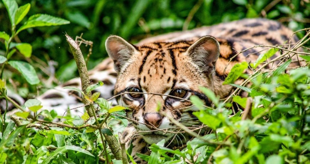 Hoy es el Día Internacional de la Biodiversidad