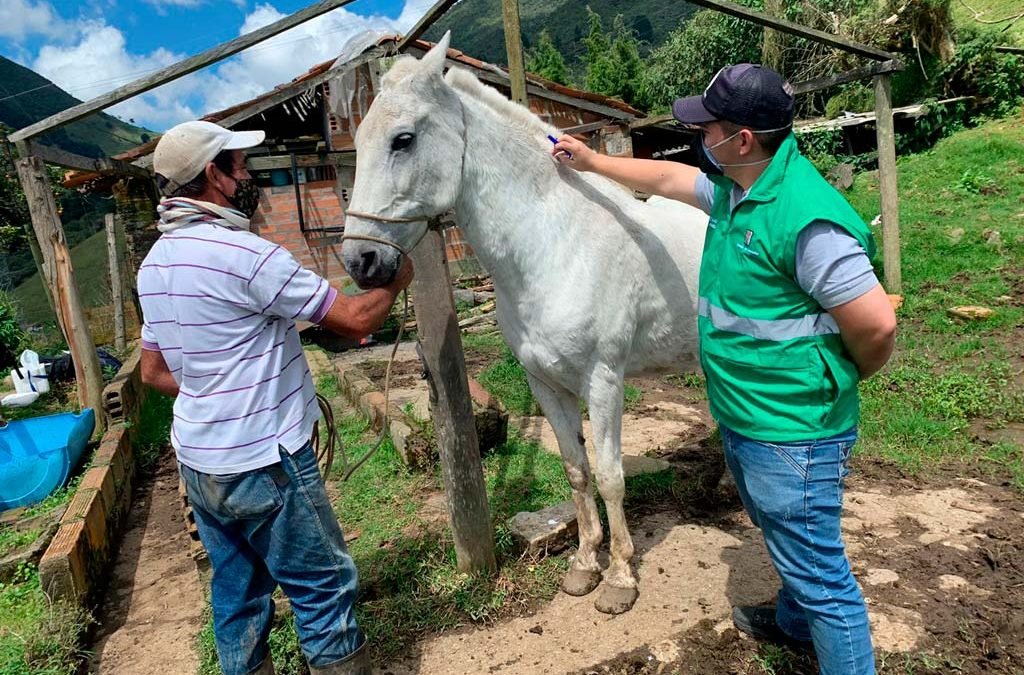 Más de 200 animales de especies mayores han sido atendidos en Medellín