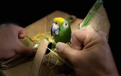 Se inicia cruzada contra el tráfico de especies en Colombia