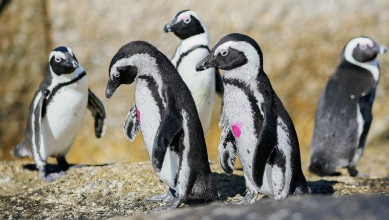 Cerca de un millón de especies, camino a extinción