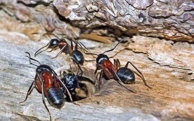 Estudio determina que hormigas pueden oler el cáncer