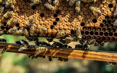 Cucharitas de miel para endulzar el campo colombiano