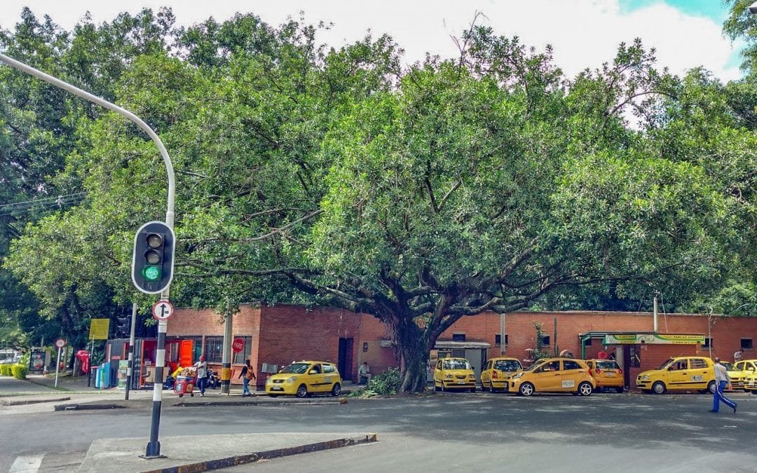 Protegen árboles patrimoniales en Medellín