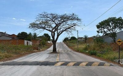 Árbol queda en mitad de una vía