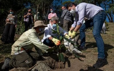 Los cinco departamentos que más árboles han sembrado en el país