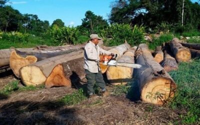 En Brasil se talaron 24 árboles por segundo en 2020
