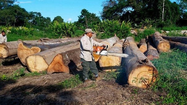 En Brasil se talaron 24 árboles por segundo en 2020