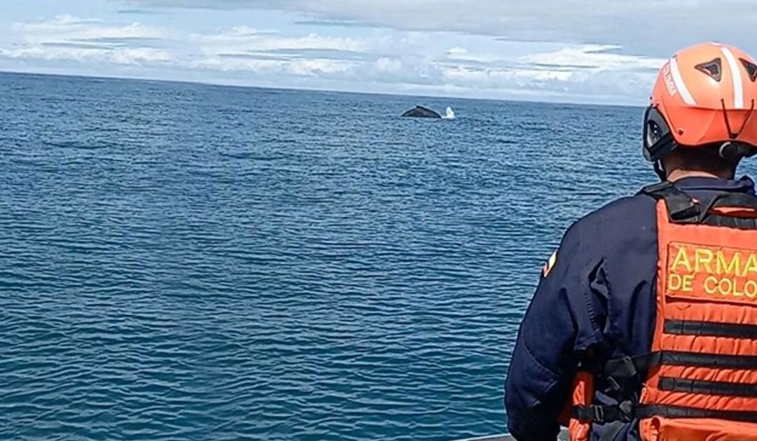 Liberan y buscan salvaguardar la vida de una ballena