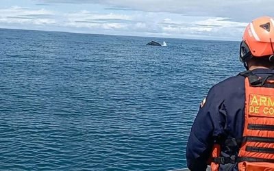 Liberan y buscan salvaguardar la vida de una ballena