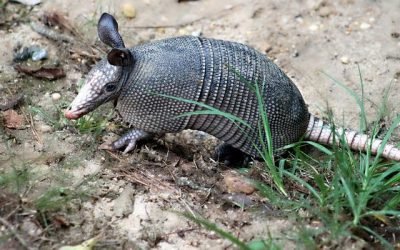 Bolivia declara al armadillo como patrimonio natural del país