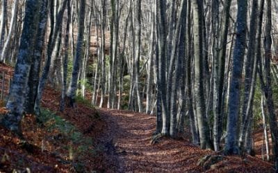 La UE quiere plantar 3.000 millones de árboles contra el cambio climático