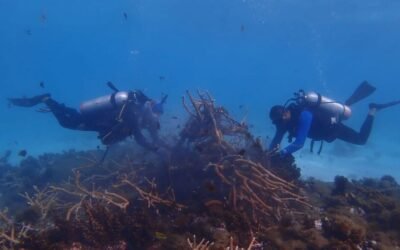 Cifra récord: 734 colonias de coral rescatadas en Providencia