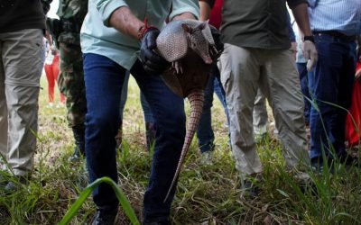 En Colombia han liberado 2.362 animales de fauna silvestre