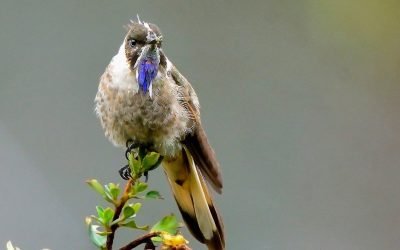 Estas son tres especies de aves emblemáticas de Colombia que, tal vez, no conocía