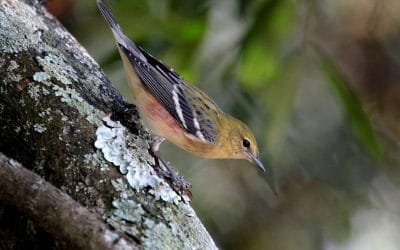 Parque Metropolitano de las Aguas, hogar para las aves migratorias en Medellín