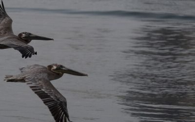 Llamado para conservación de aves migratorias