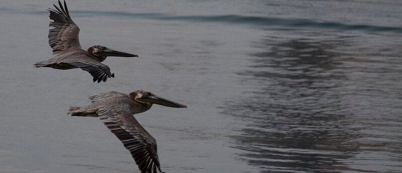 Llamado para conservación de aves migratorias