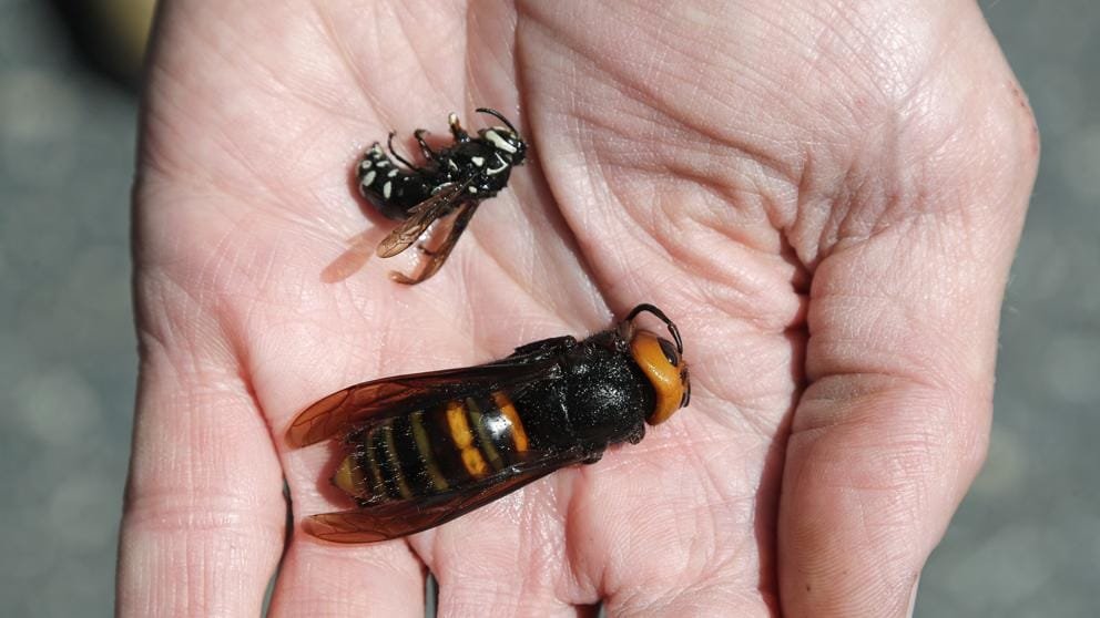 Se perdió rastro de ‘Avispón asesino’ gigante capturado