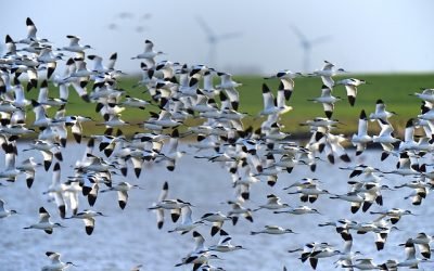 Los animales se movieron más lejos en confinamiento por Covid-19