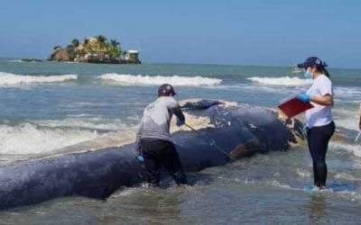 Investigan muerte de ballena en San Bernardo del Viento