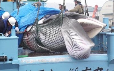 Rusia prohibirá la caza de ballenas y delfines