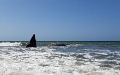 Una ballena se varó en playa de Córdoba