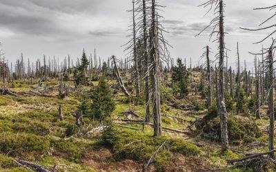 Desde la firma del acuerdo de paz cada semana se afecta al medio ambiente