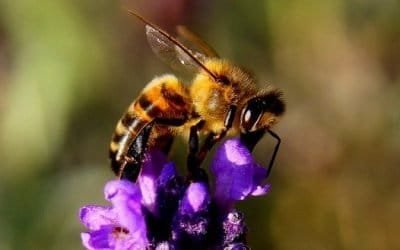 Las abejas y flores: una investigación para fortalecer sus medios de vida