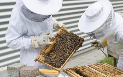 Apicultores cuidan a sus abejas de efectos del cambio climático