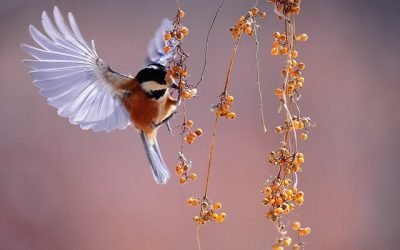 Colombia Birdfair 2022 reúne expertos en aves